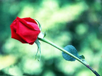 ������� ����